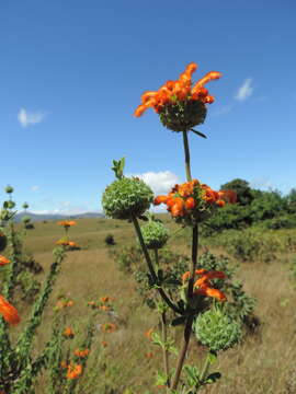 Image of Leonotis myricifolia Iwarsson & Y. B. Harv.