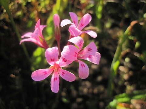 Image of Pelargonium chelidonium (Houtt.) DC.