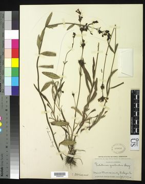 Image of slender penstemon