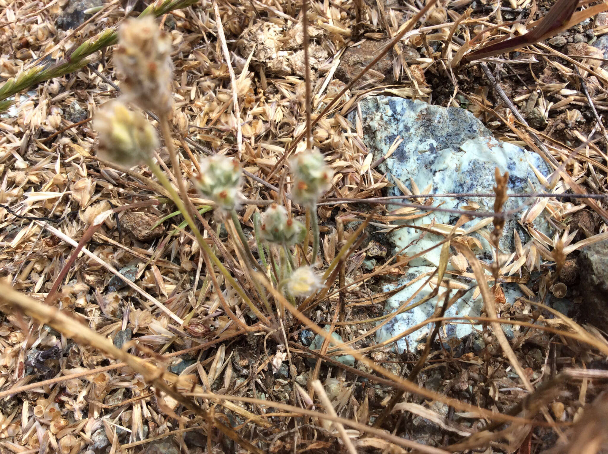 Image of dotseed plantain