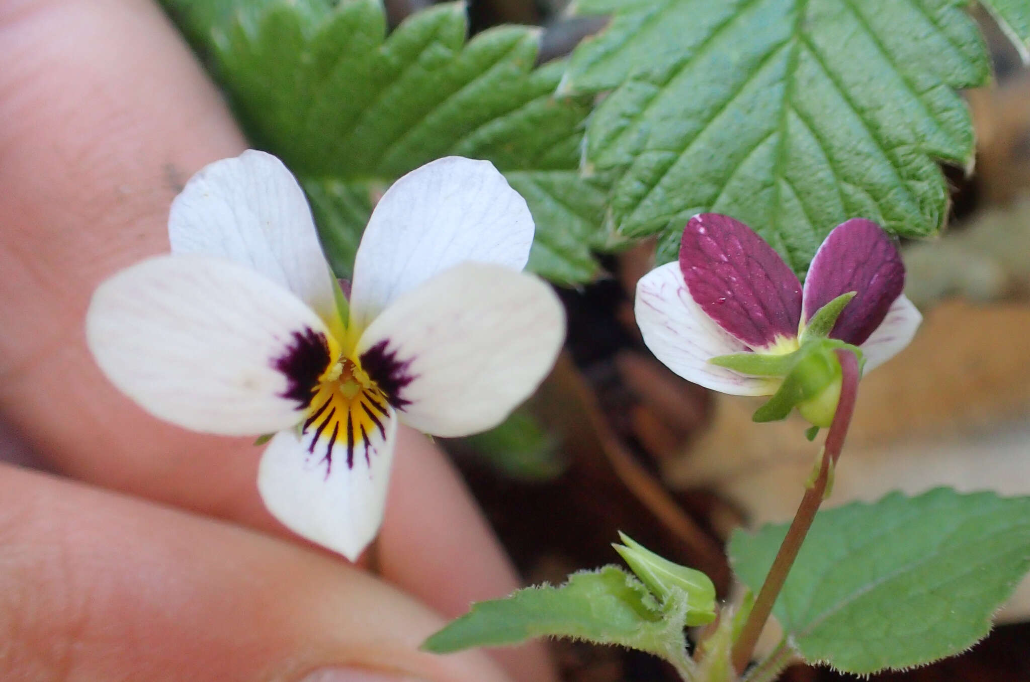 صورة Viola ocellata Torr. & Gray