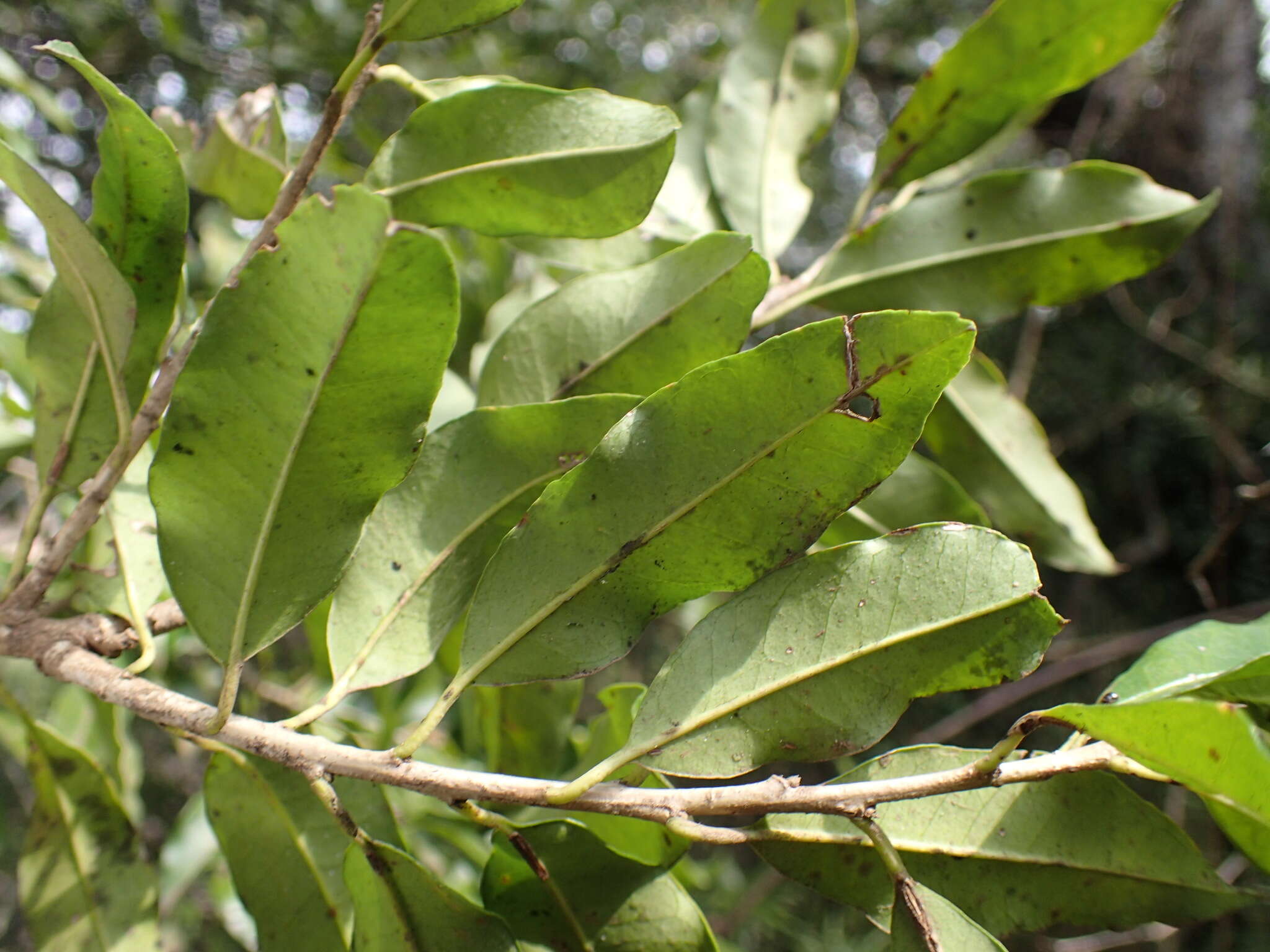 Image of Ilex mitis var. mitis