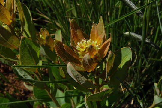 Image of Clutia monticola S. Moore