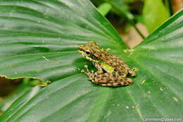 Image of Peninsular Torrentfrog