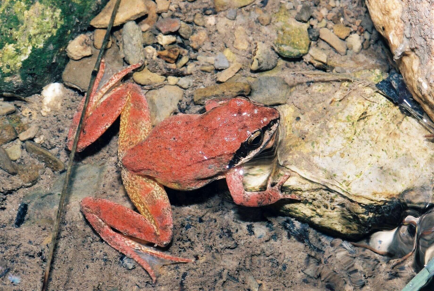 Image of Pyrenean Frog