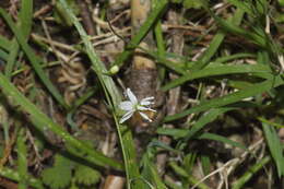 Image of Arthropodium candidum Raoul