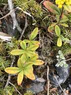 Image of Berberis schaaliae C. C. Yu & K. F. Chung