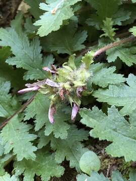 Image of Dudley's lousewort