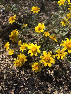 Image de Eriophyllum ambiguum (A. Gray) A. Gray