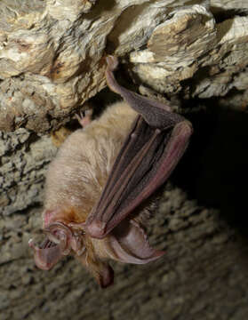 Image of Eloquent Horseshoe Bat