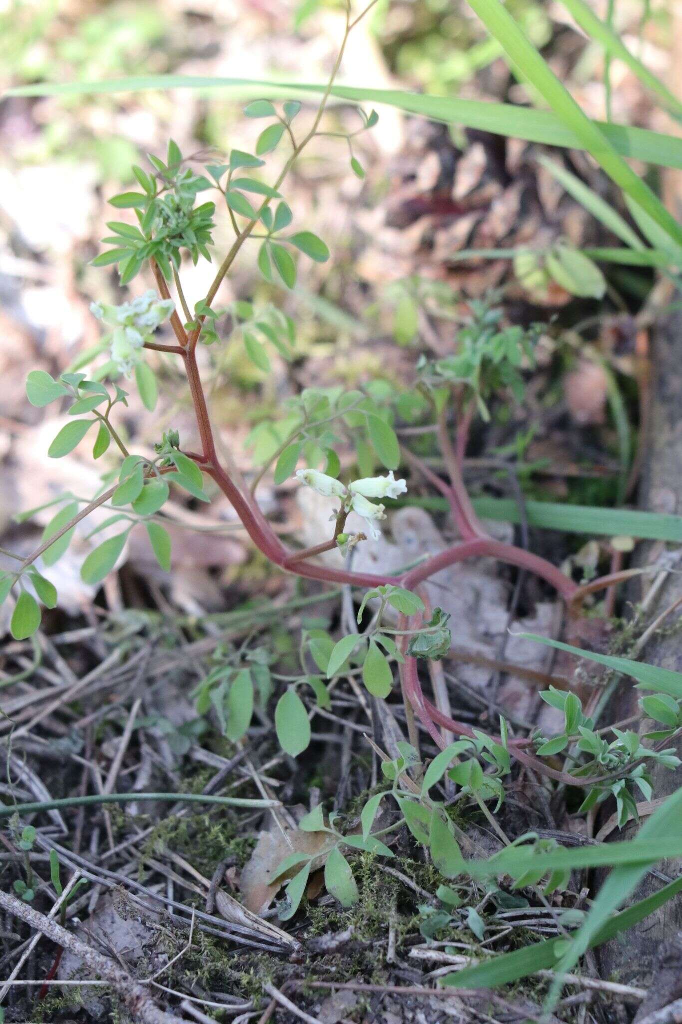 Image of Ceratocapnos claviculata subsp. claviculata