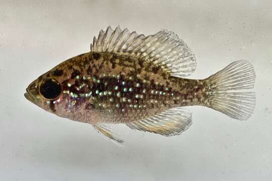 Image of Bluespotted Sunfish