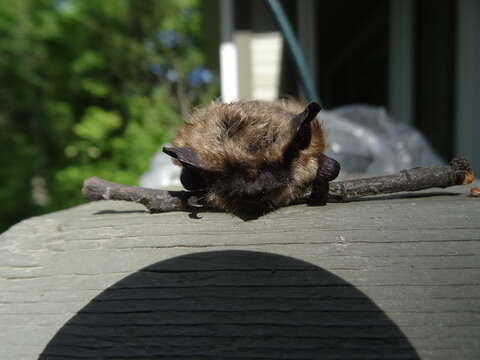 Myotis leibii (Audubon & Bachman 1842) resmi