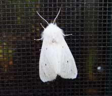 Image of Virginian Tiger Moth