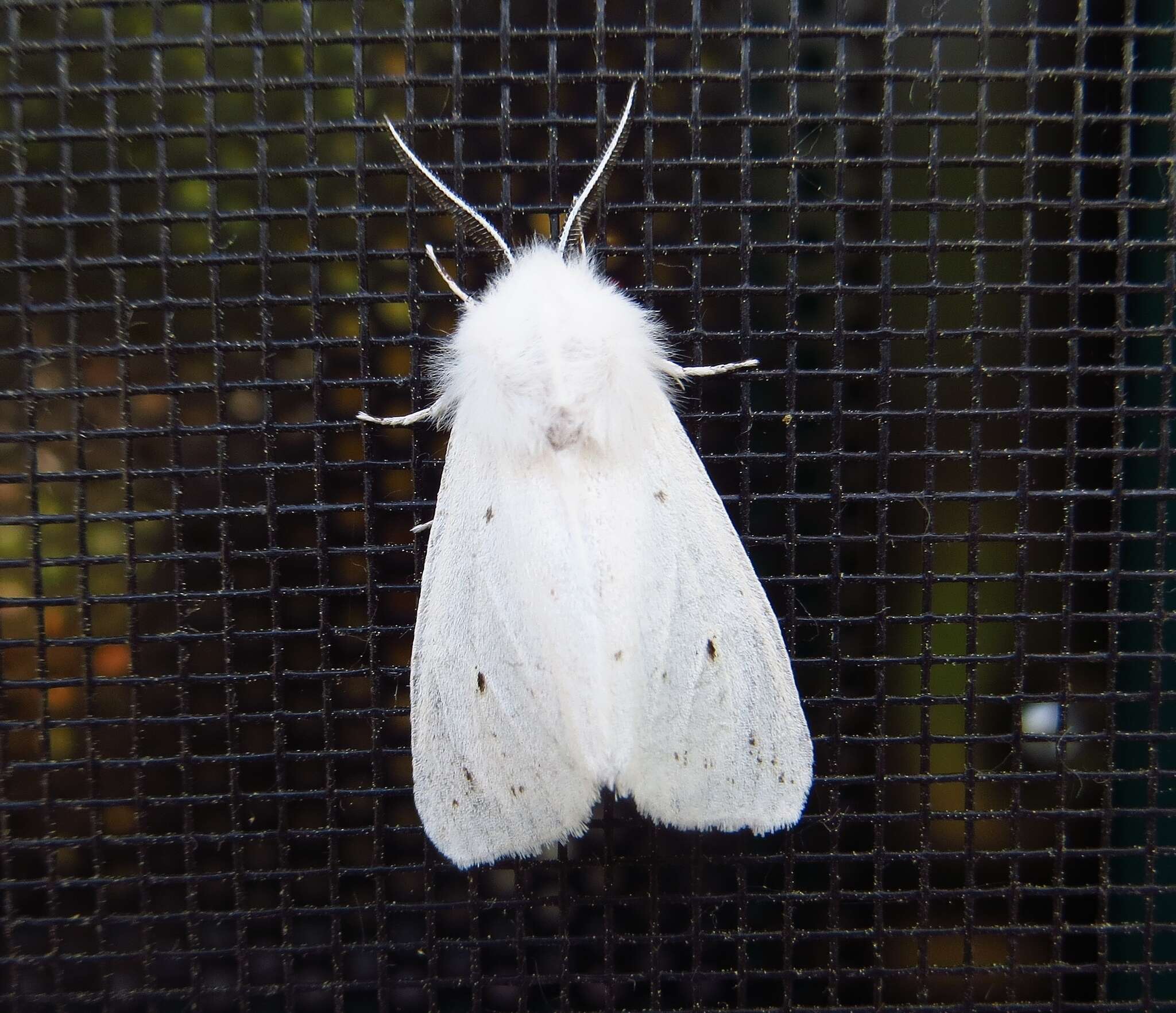 Imagem de Spilosoma virginica Fabricius 1798