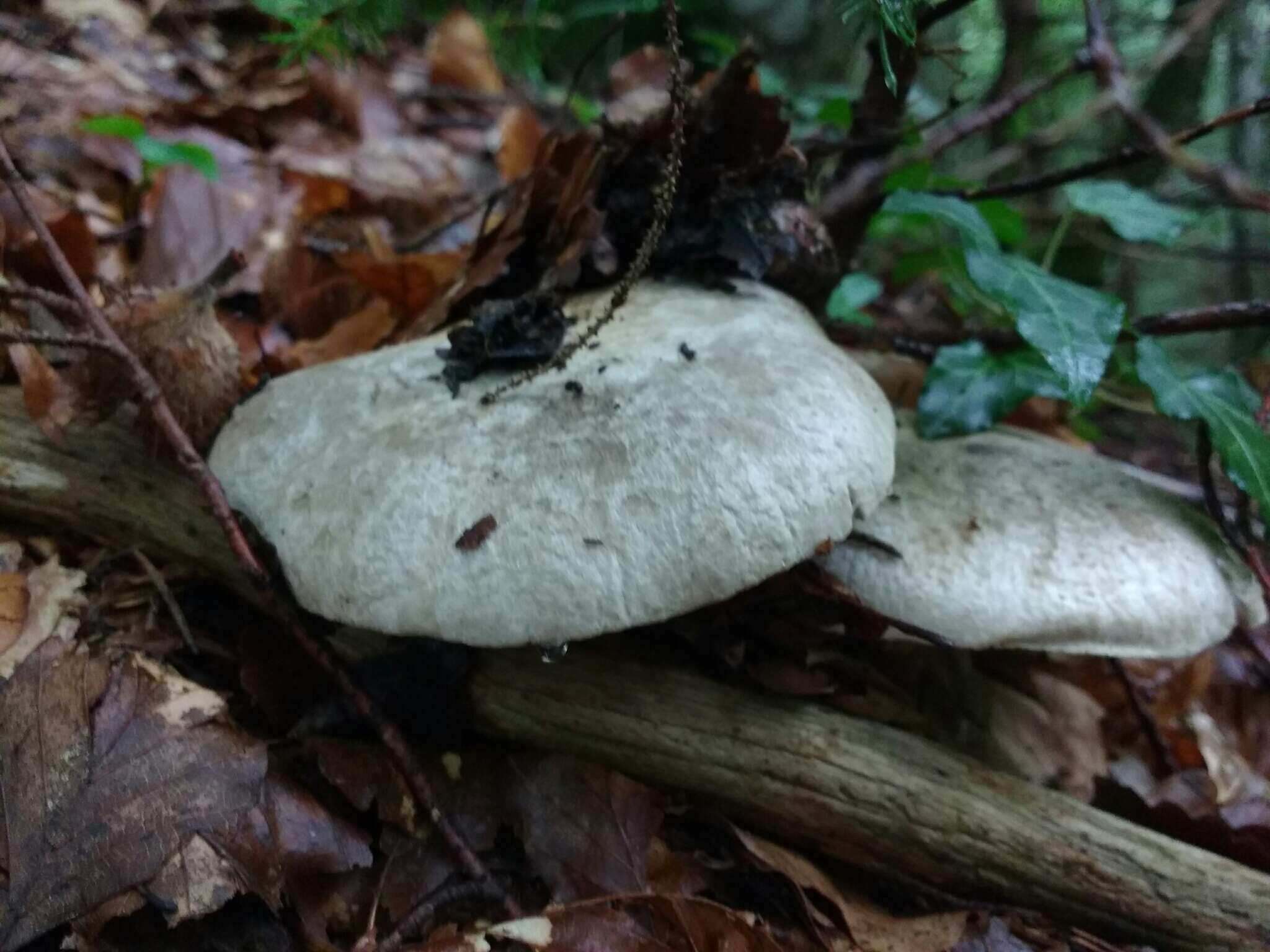 Image de Tricholoma filamentosum (Alessio) Alessio 1988