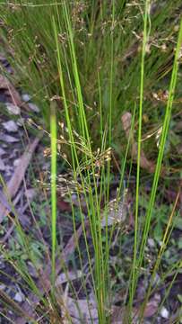 Image of Juncus pauciflorus R. Br.