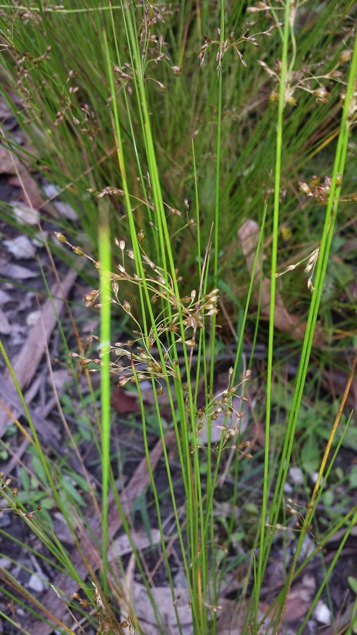 Image of Juncus pauciflorus R. Br.