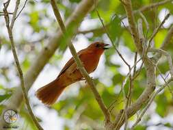 Image of Red-crowned Ant Tanager