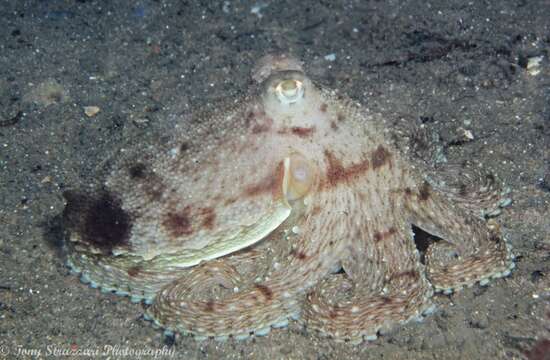 Image of Octopus australis Hoyle 1885