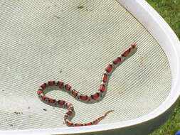 Image of Florida Scarlet Snake