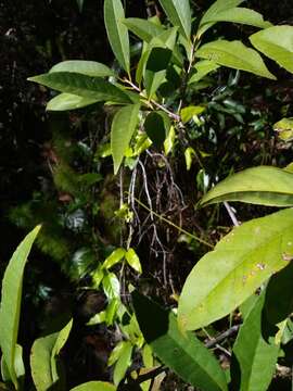 Image of Symplocos cochinchinensis subsp. thwaitesii (F. Muell.) Nooteb.