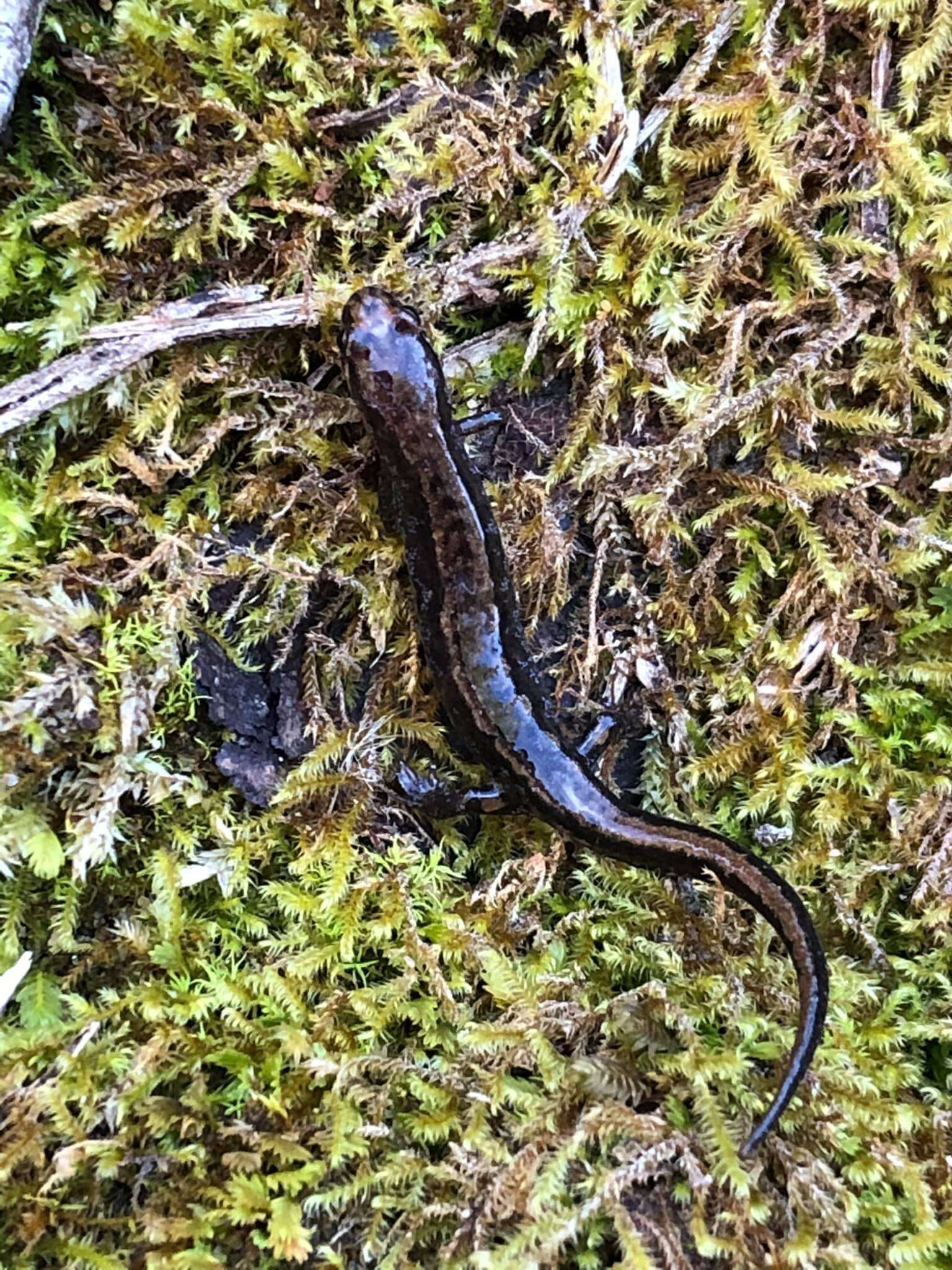 Image of Seepage Salamander