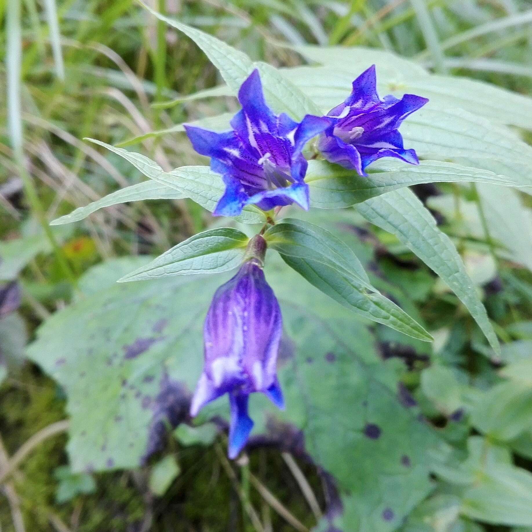 Image of Gentiana asclepiadea L.