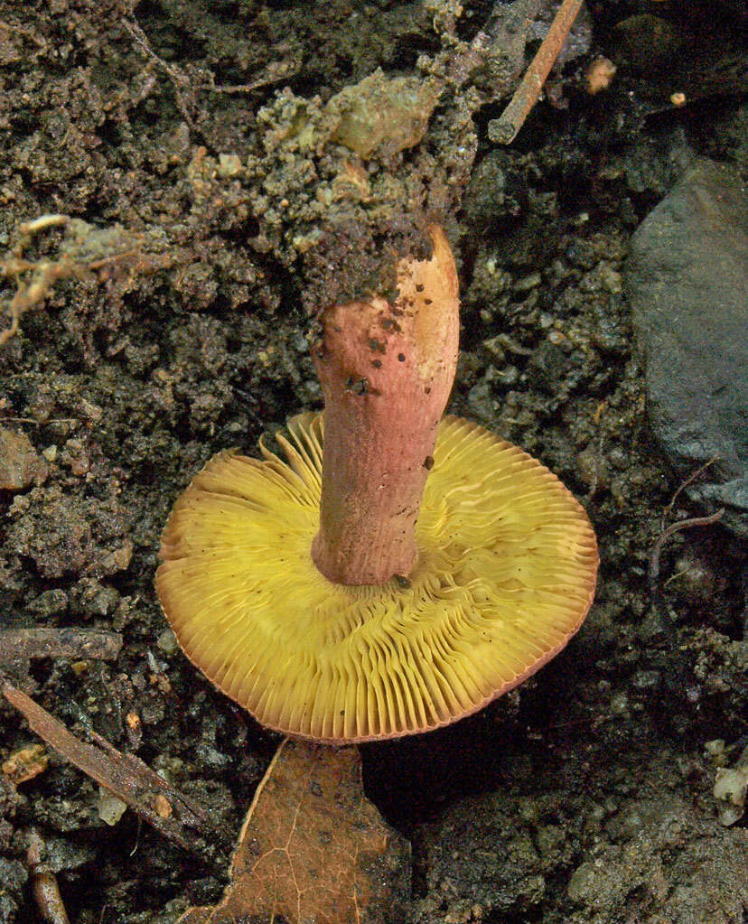 Image of Russula purpureoflava Cleland 1927