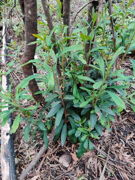 Image of Telopea oreades F. Müll.