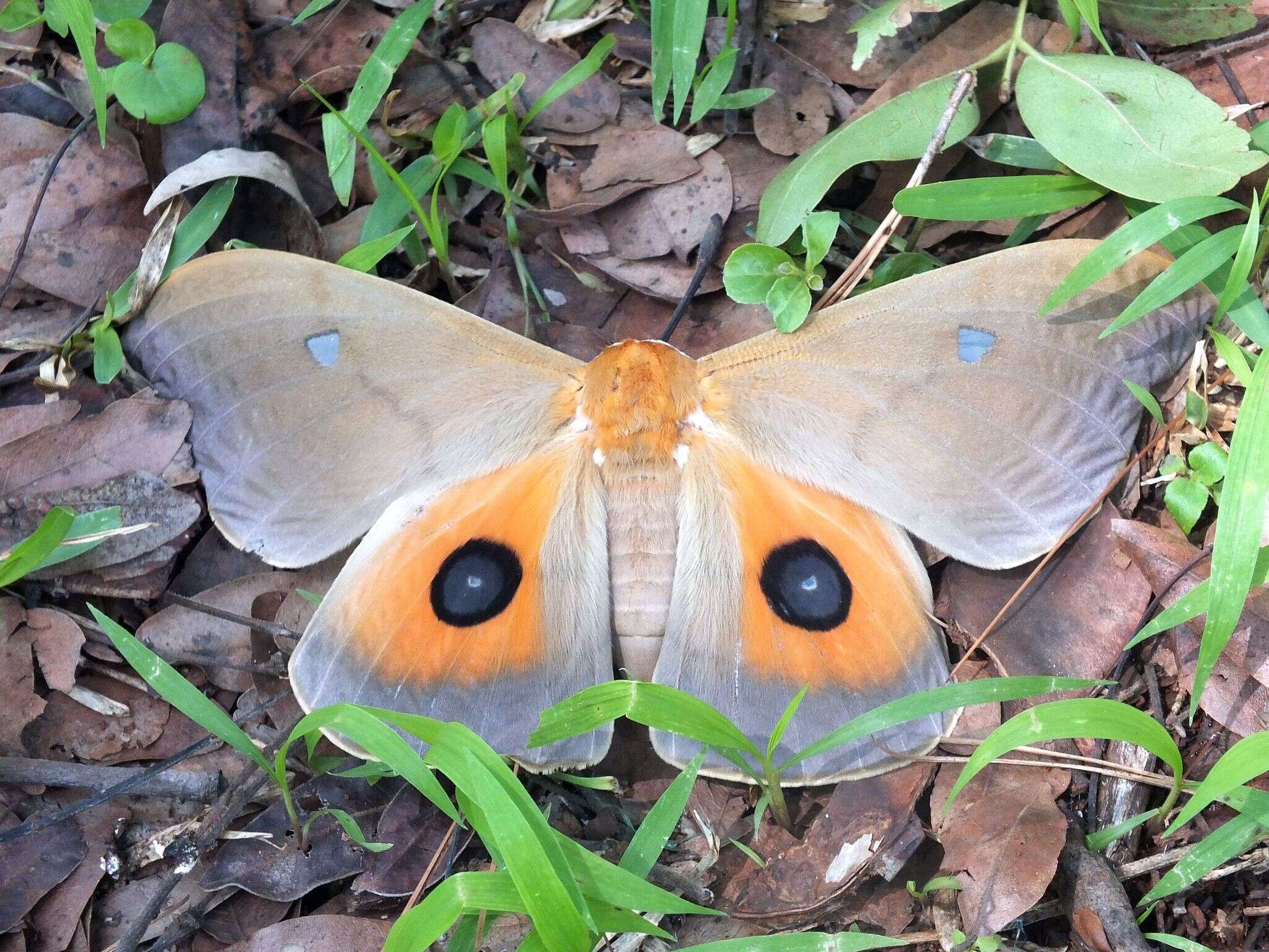 Plancia ëd Pseudobunaea natalensis (Aurivillius 1893)