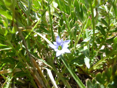 Image of Pygmy Gentian