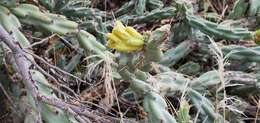 Image of Thornber's buckhorn cholla