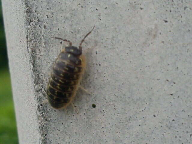 Armadillidium versicolor Stein 1859 resmi