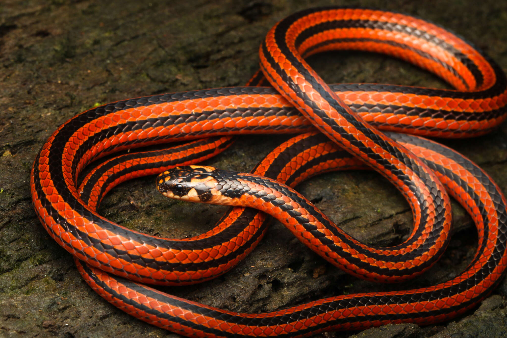 Image of Black Coral Snake