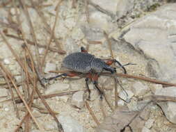 Imagem de Otiorhynchus (Otiorhynchus) rhacusensis (Germar 1822)