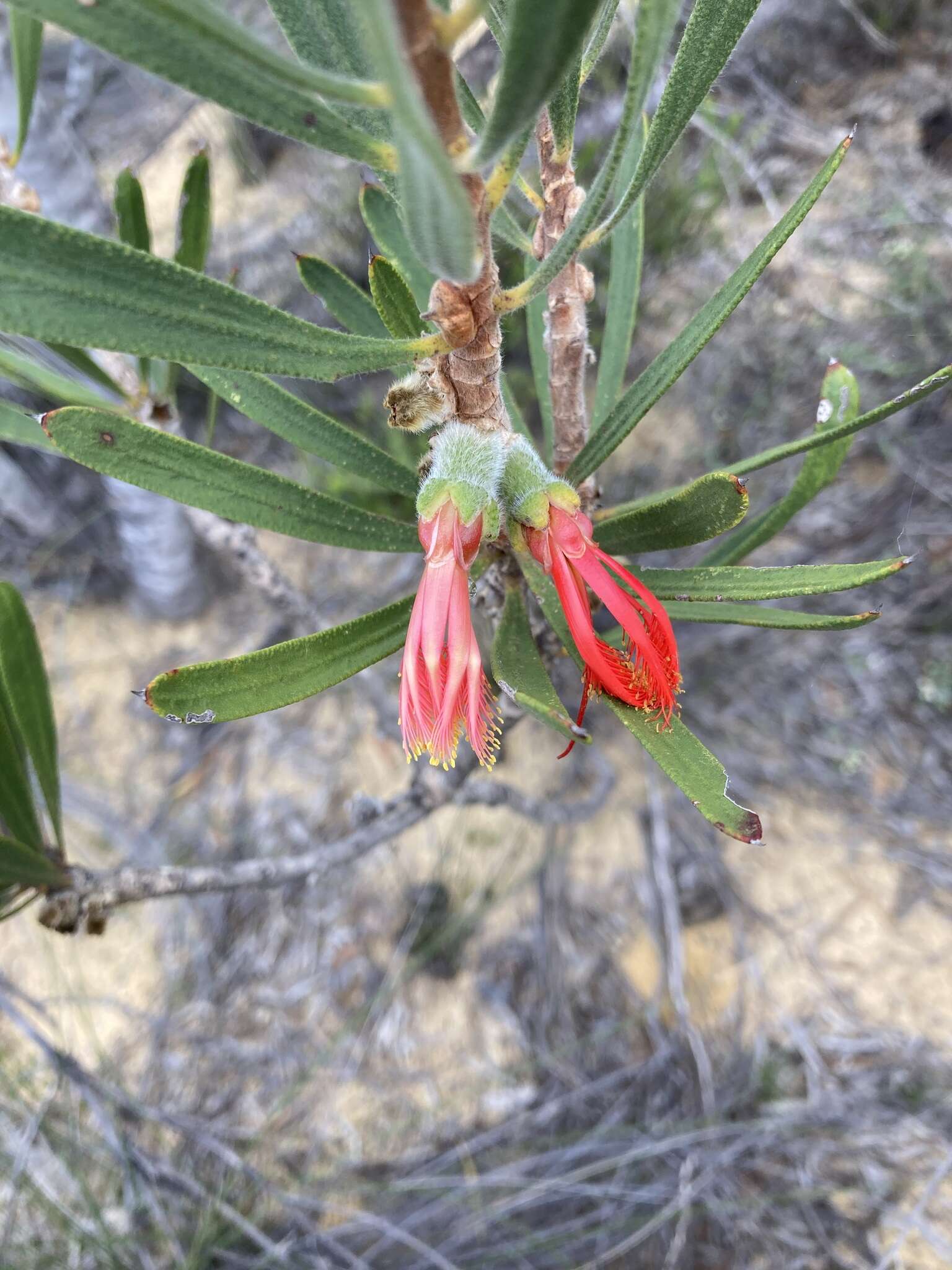 Image of Melaleuca blepharosperma (F. Müll.) Craven & R. D. Edwards