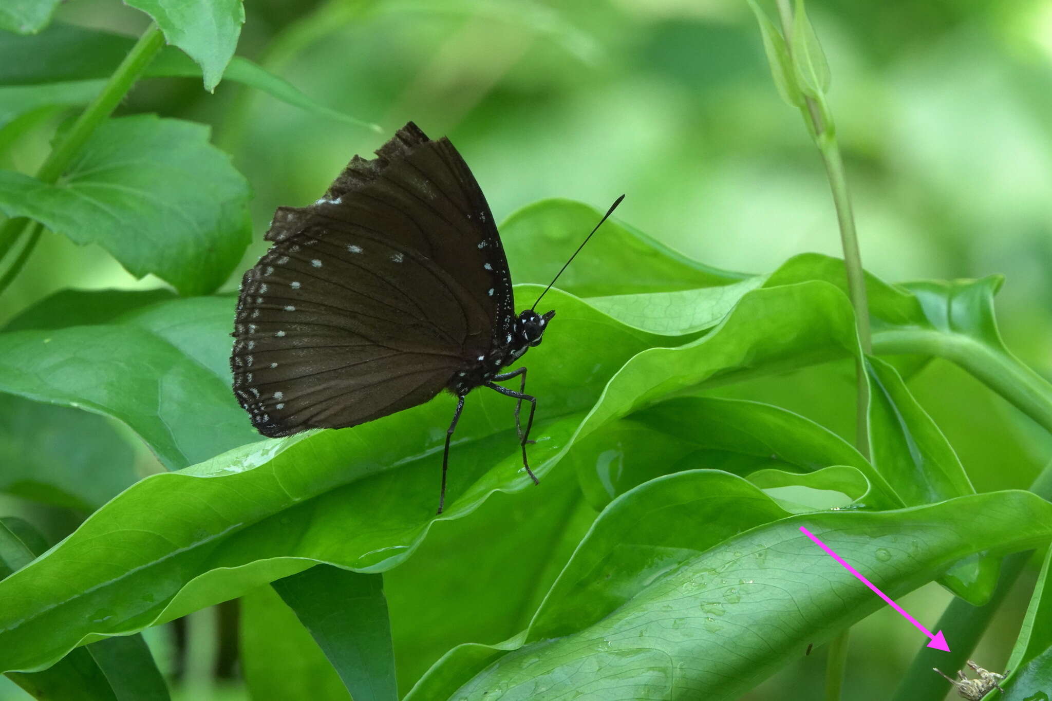 Apalacris varicornis Walker & F. 1870的圖片