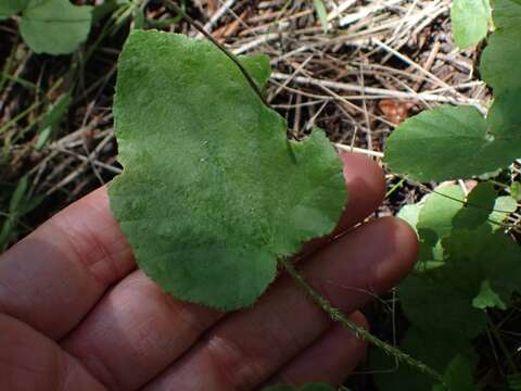 Image of threeparted miterwort