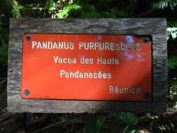 Image of Pandanus purpurascens Thouars