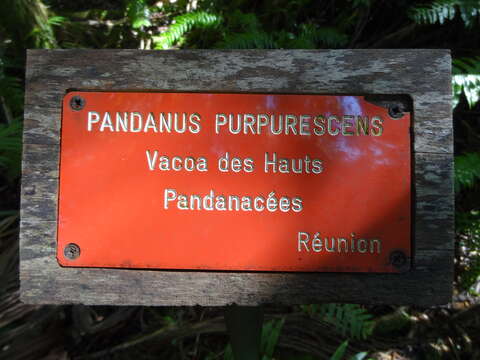 Imagem de Pandanus purpurascens Thouars