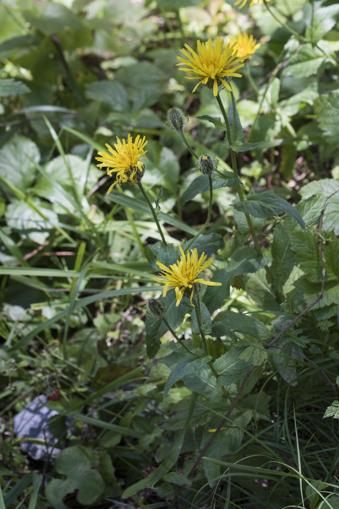 Image of Pyrenean Hawksbeard