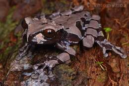 Image of Coronated Treefrog