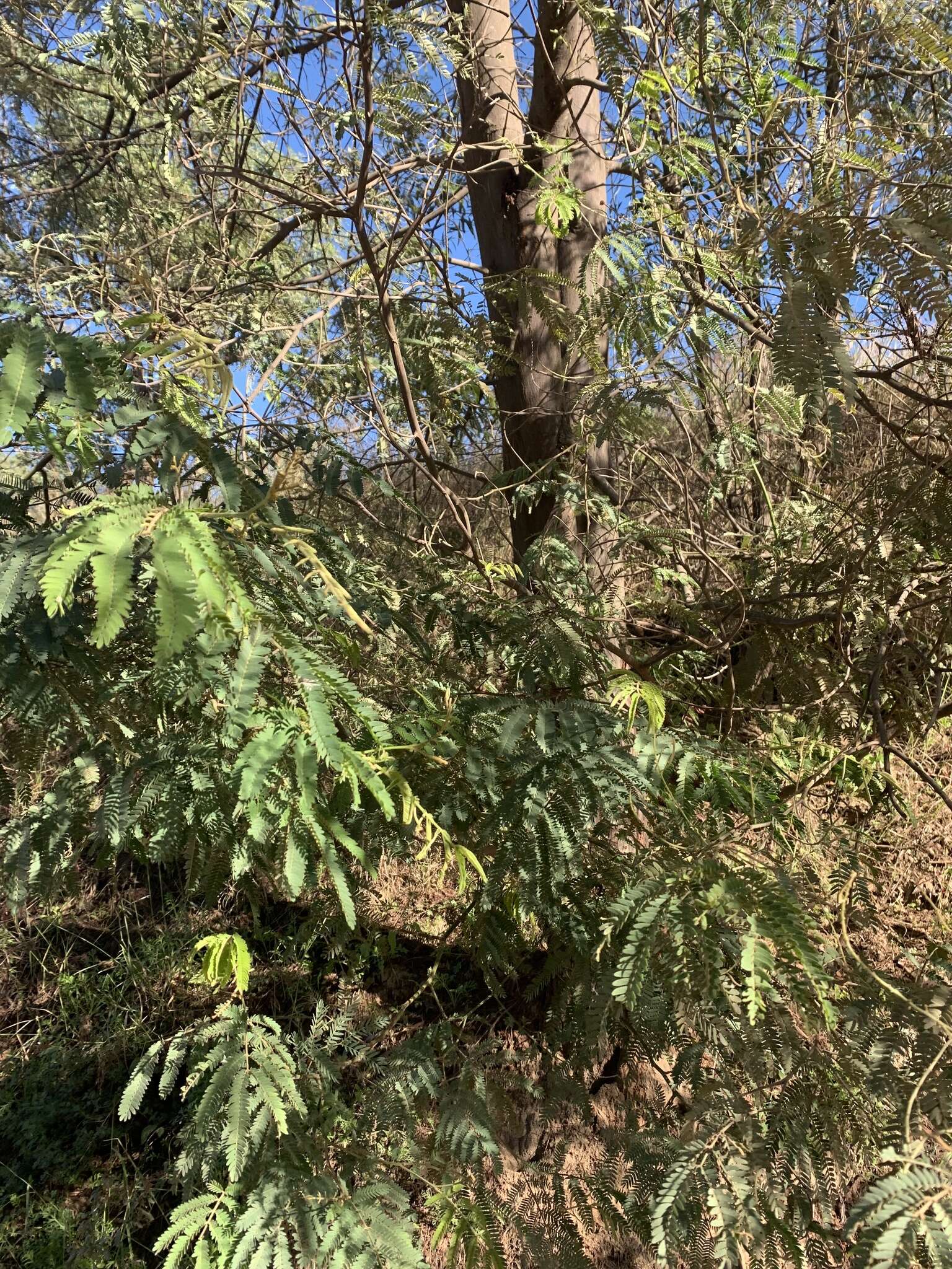 Sivun Acacia deanei (R. T. Baker) M. B. Welch, Coombs & McGlynn kuva