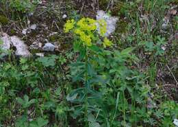 Image of Euphorbia austriaca A. Kern.