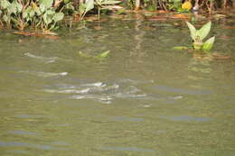 Image of Mud mullet