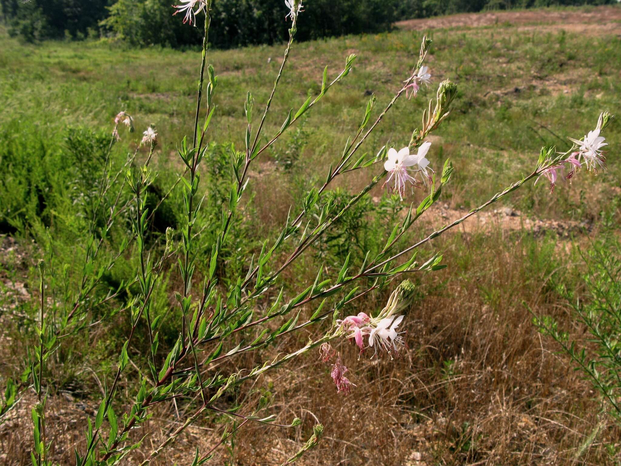 Oenothera demareei (P. H. Raven & D. P. Greg.) W. L. Wagner & Hoch resmi