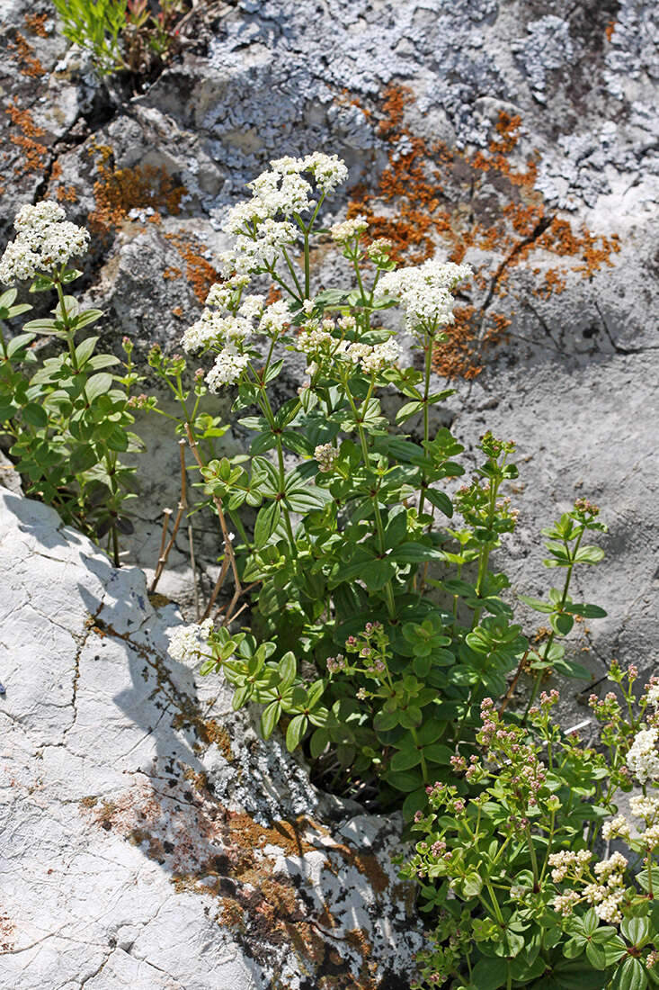 Image of Galium platygalium (Maxim.) Pobed.