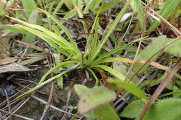 Image de Lachnocaulon anceps (Walter) Morong