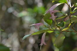 Image of Graptophyllum macrostemon H. Heine